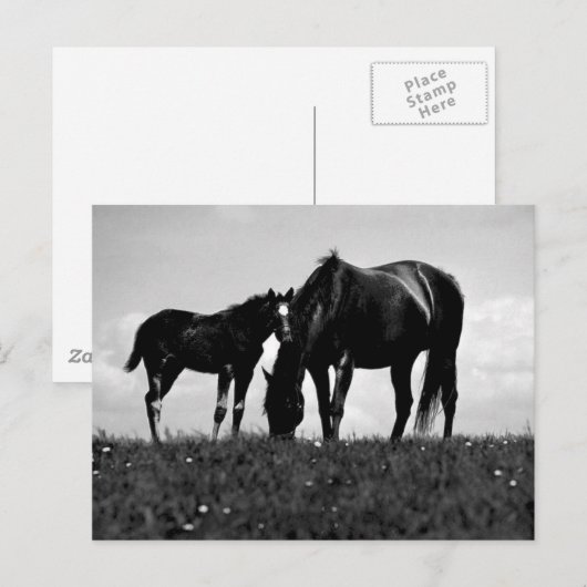 Horses Briefkaart (Voorkant / Achterkant)