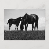 Horses Briefkaart (Voorkant)