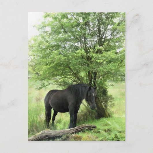 HORSES BRIEFKAART (Voorkant)