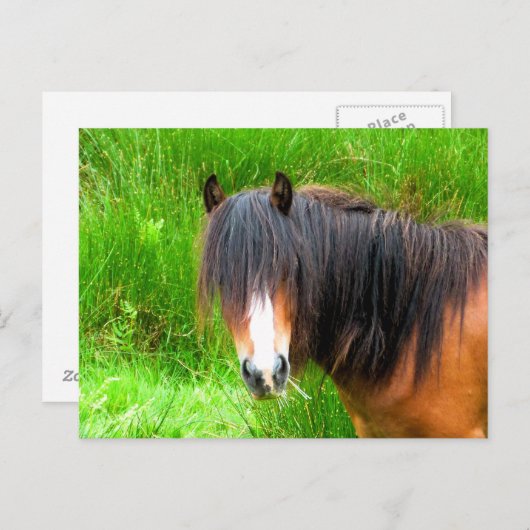 HORSES BRIEFKAART (Voorkant / Achterkant)