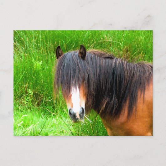 HORSES BRIEFKAART (Voorkant)