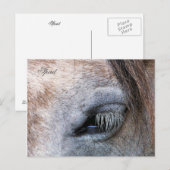 HORSES BRIEFKAART (Voorkant / Achterkant)