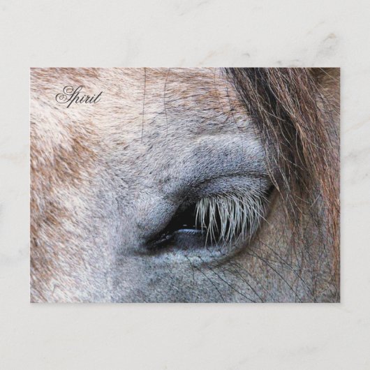 HORSES BRIEFKAART (Voorkant)