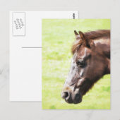HORSES BRIEFKAART (Voorkant / Achterkant)