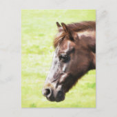 HORSES BRIEFKAART (Voorkant)