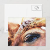 HORSES BRIEFKAART (Voorkant / Achterkant)