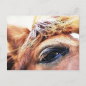 HORSES BRIEFKAART (Voorkant)