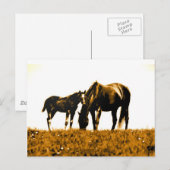 Horses Briefkaart (Voorkant / Achterkant)