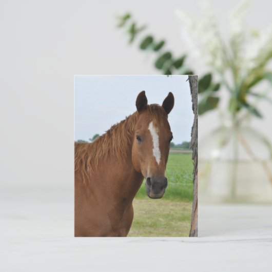 Horses Briefkaart (Staand voorkant)