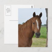 Horses Briefkaart (Voorkant / Achterkant)