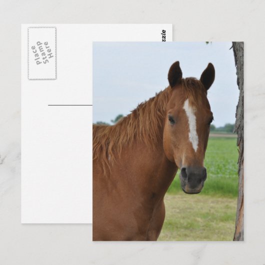 Horses Briefkaart (Voorkant / Achterkant)
