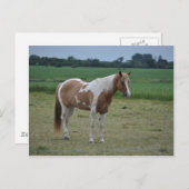 Horses Briefkaart (Voorkant / Achterkant)