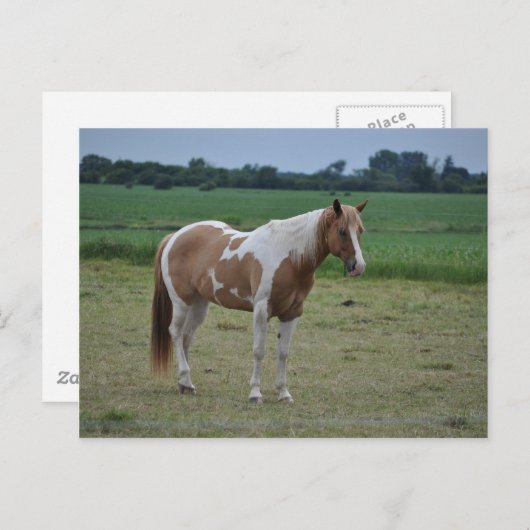 Horses Briefkaart (Voorkant / Achterkant)