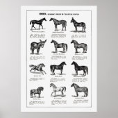 Horses Bries Poster (Voorkant)