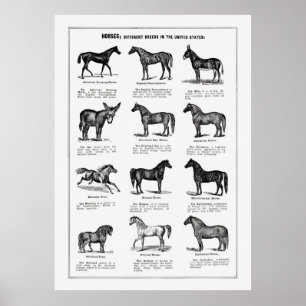 Horses Bries Poster