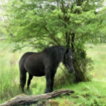 HORSES CADEAUDOOSJE<br><div class="desc">Een mooie zwarte merrie die in de schaduw van een boom rust. Waterverf. Wales UK.</div>
