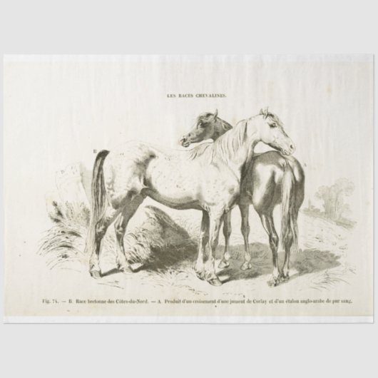 Horses Ephemera Decoupage  Frans Tissuepapier (Voorkant)