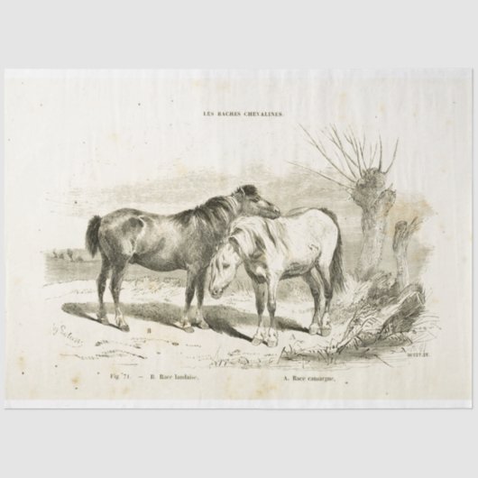 Horses Ephemera Decoupage  Frans Tissuepapier (Voorkant)
