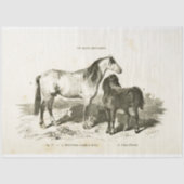 Horses Ephemera Decoupage  Franse Pony Tissuepapier (Voorkant)