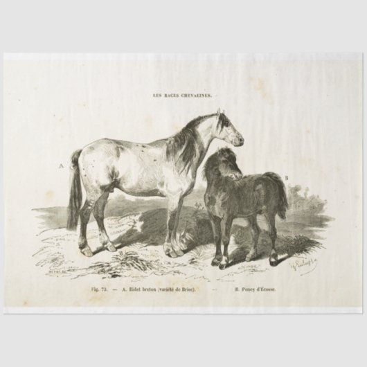 Horses Ephemera Decoupage  Franse Pony Tissuepapier (Voorkant)