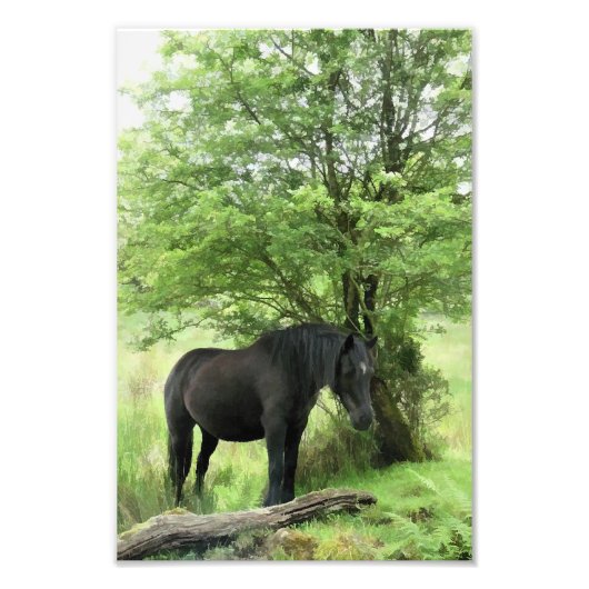 HORSES FOTO AFDRUK (Voorkant)