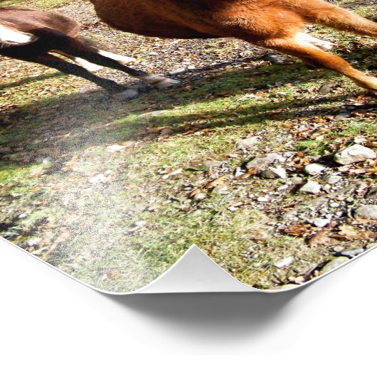 HORSES FOTO AFDRUK (Hoek)