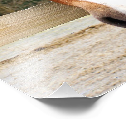 HORSES FOTO AFDRUK (Hoek)