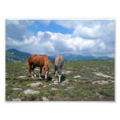 Horses Foto Afdruk (Voorkant)