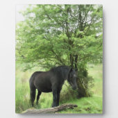 HORSES FOTOPLAAT (Voorkant)