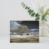 Horses Grazing Postcard Briefkaart (Staand voorkant)