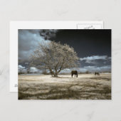 Horses Grazing Postcard Briefkaart (Voorkant / Achterkant)