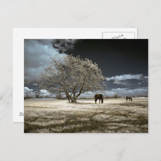 Horses Grazing Postcard Briefkaart (Voorkant / Achterkant)