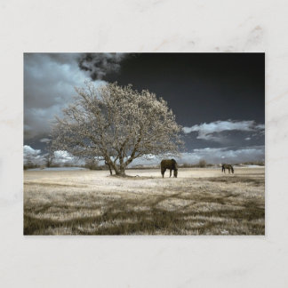 Horses Grazing Postcard Briefkaart