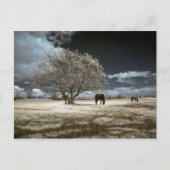 Horses Grazing Postcard Briefkaart (Voorkant)