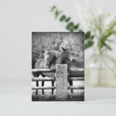 Horses Hugging - foto van paardenliefdesfoto Briefkaart (Staand voorkant)