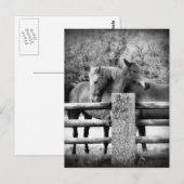 Horses Hugging - foto van paardenliefdesfoto Briefkaart (Voorkant / Achterkant)