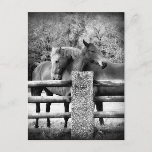 Horses Hugging - foto van paardenliefdesfoto Briefkaart (Voorkant)