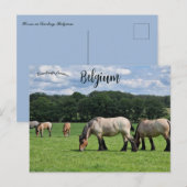 Horses in Durbuy Belgium Briefkaart (Voorkant / Achterkant)