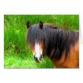 HORSES KAART (Voorkant Horizontaal)