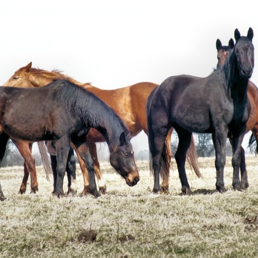 HORSES LARGE CADEAUTASJE