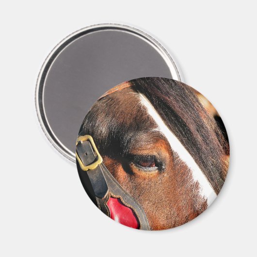 HORSES MAGNEET (Voorkant / Achterkant)