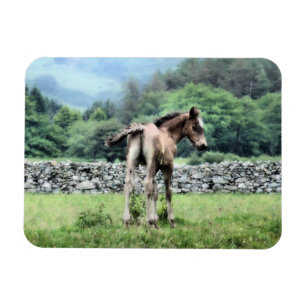HORSES MAGNEET