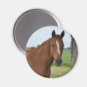 Horses Magneet (Voorkant / Achterkant)