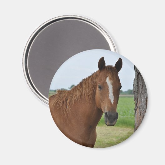 Horses Magneet (Voorkant / Achterkant)