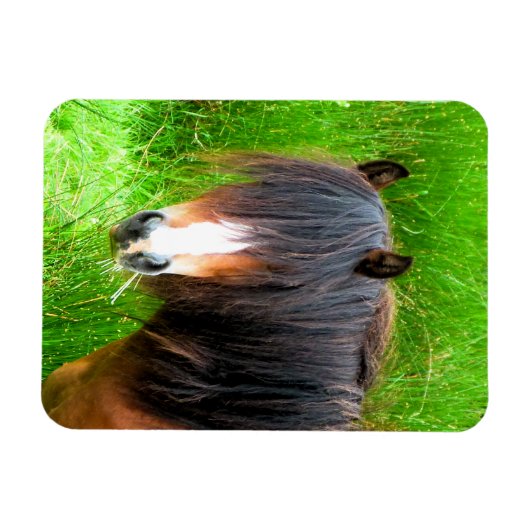 HORSES MAGNEET (Horizontaal)