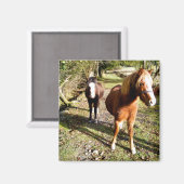 HORSES MAGNEET (Voorkant / Achterkant)