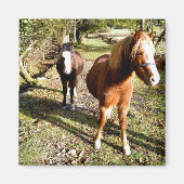 HORSES MAGNEET (Voorkant)