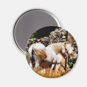 HORSES MAGNEET (Voorkant / Achterkant)