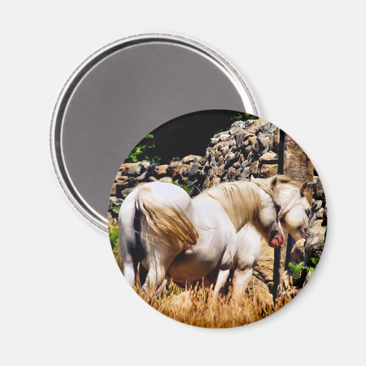 HORSES MAGNEET (Voorkant / Achterkant)