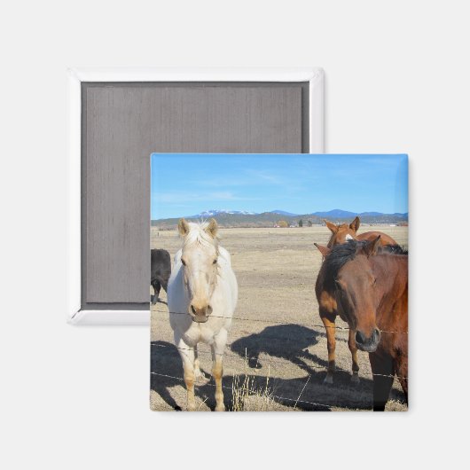 Horses Magneet (Voorkant / Achterkant)